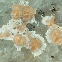 Kainosite-(Y), Yttrofluorite