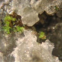 Gartrellite