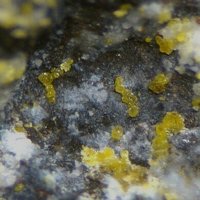 Cassedanneite