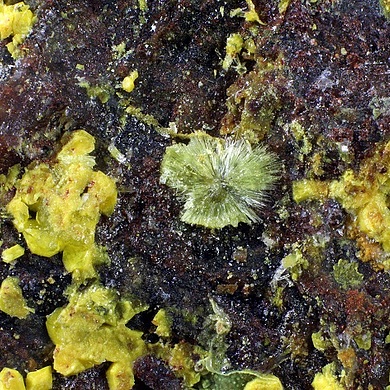 Adolfpateraite