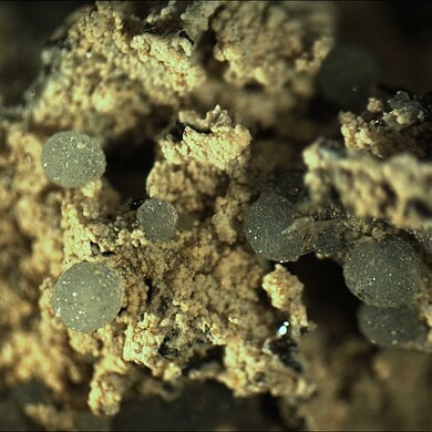 Aheylite