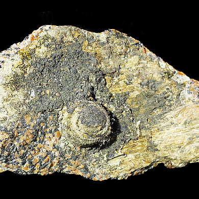 Akrochordite