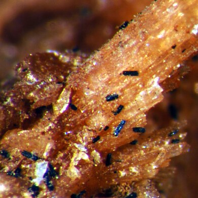 Bassoite