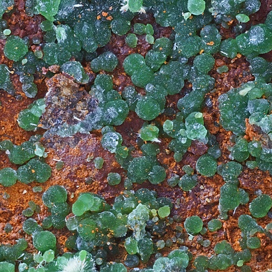 Bayldonite