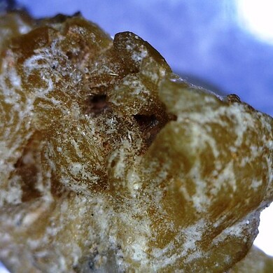 Canaphite