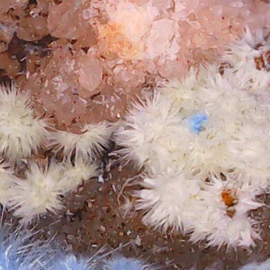Carbonatecyanotrichite