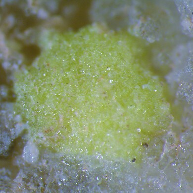Carlosruizite