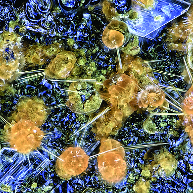 Caseyite