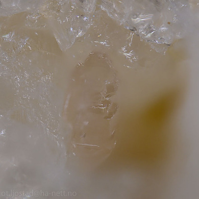 Iimoriite-(Y)