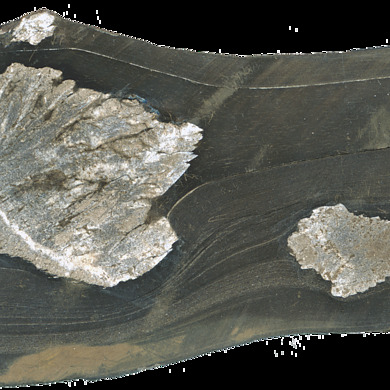 Ikaite