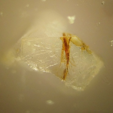 Kalborsite