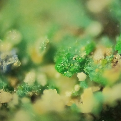 Lammerite