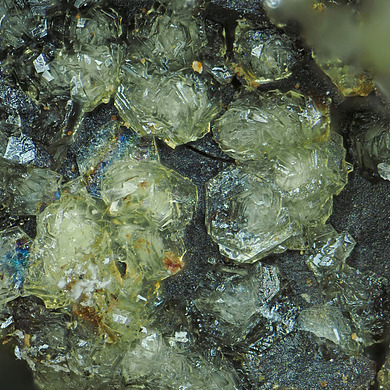 Macivorite