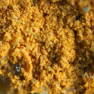Nasledovite