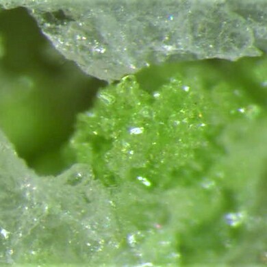 Obradovicite-KCu