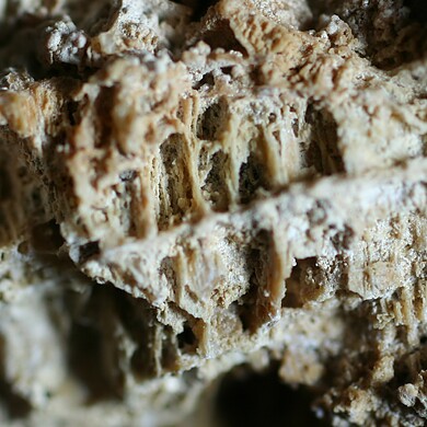 Pachnolite