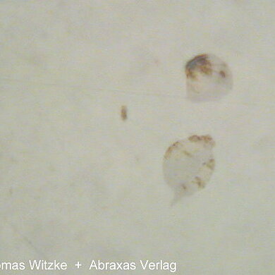 Palladodymite