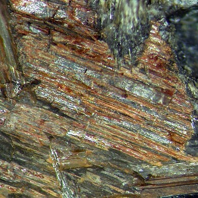 Rasvumite