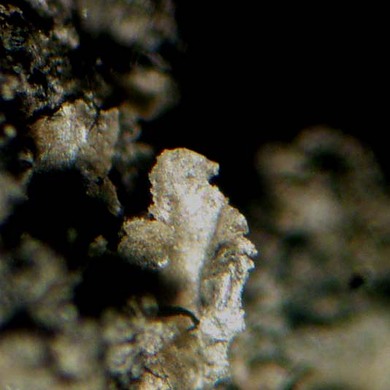 Ravatite
