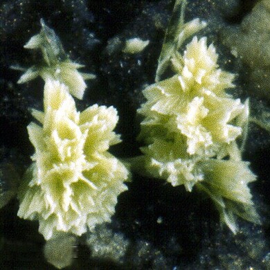 Vajdakite